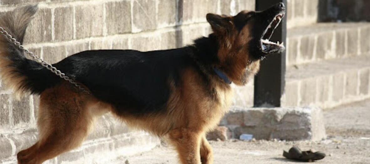 Proponen multar a dueños de perros que ladren mucho